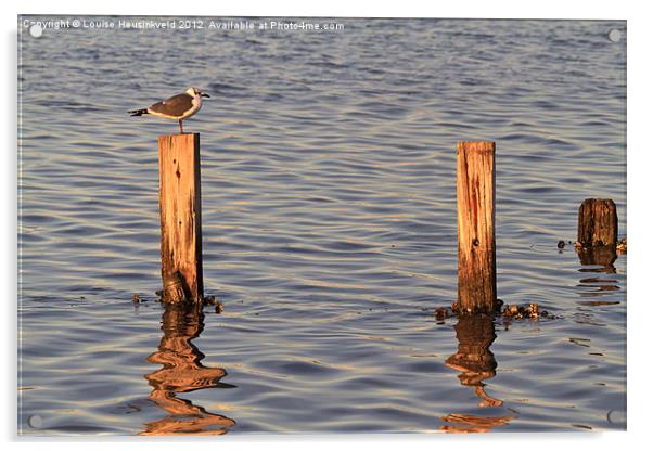 Gull perching on a post at sunset Acrylic by Louise Heusinkveld