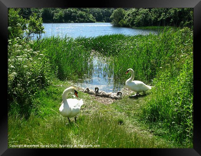 Bosherston Lily Ponds. Swan Family. Framed Print by paulette hurley