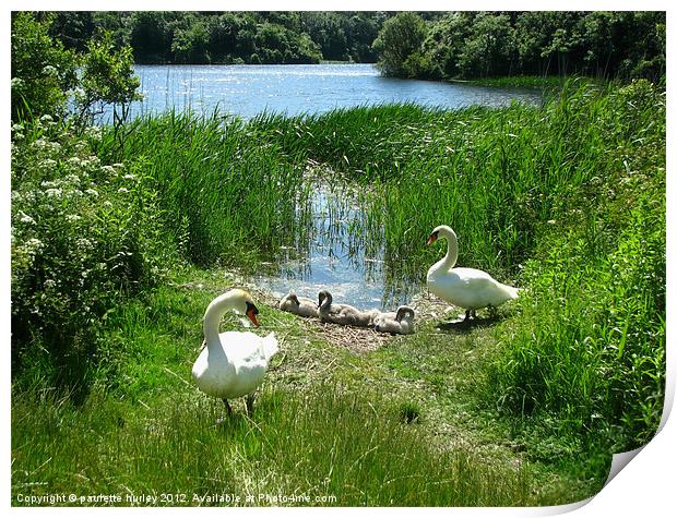 Bosherston Lily Ponds. Swan Family. Print by paulette hurley