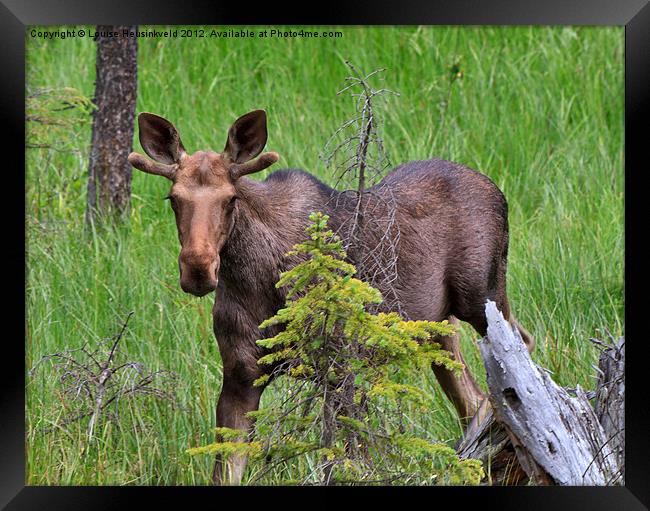 Young bull moose in spring Framed Print by Louise Heusinkveld