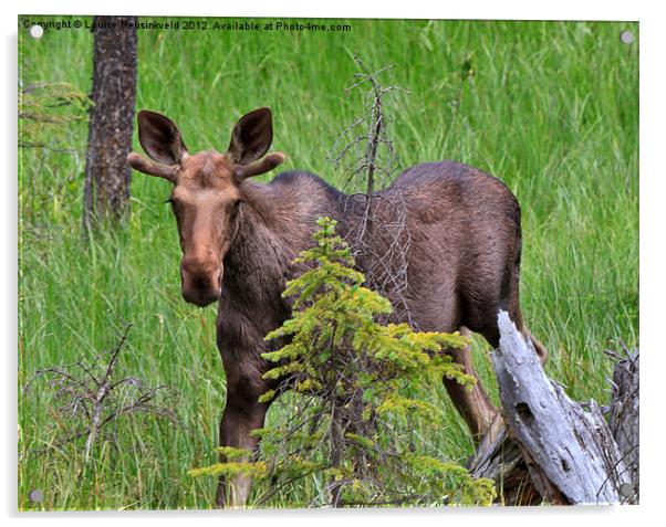 Young bull moose in spring Acrylic by Louise Heusinkveld