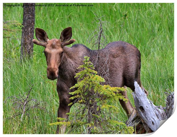 Young bull moose in spring Print by Louise Heusinkveld