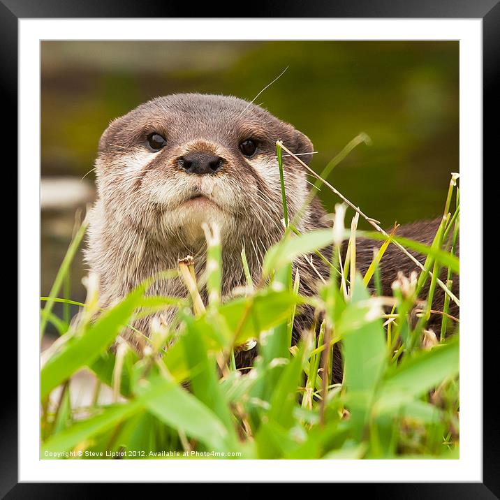 Asian small-clawed otter (Aonyx cinerea) Framed Mounted Print by Steve Liptrot