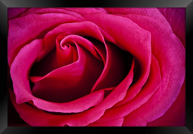 Deep Pink Rose Framed Print by Steven Clements LNPS