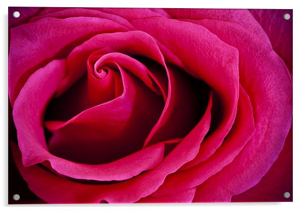 Deep Pink Rose Acrylic by Steven Clements LNPS
