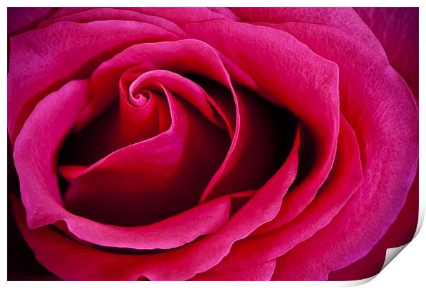 Deep Pink Rose Print by Steven Clements LNPS