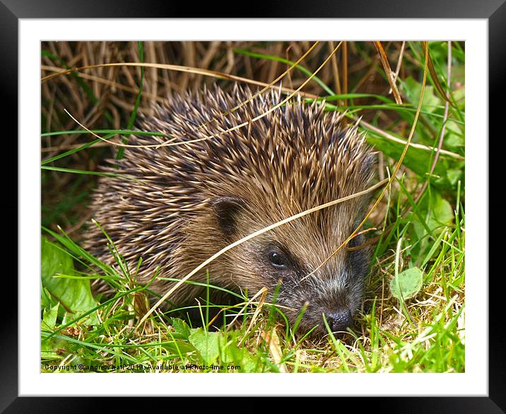 HDR Hedgehog Framed Mounted Print by andrew hall