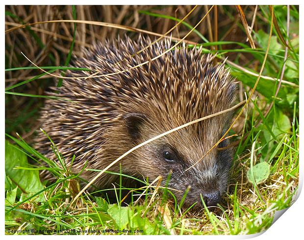 HDR Hedgehog Print by andrew hall