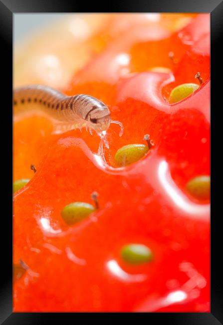 PEST MILLIPEDE (cylindroiulus punctatus) feeding o Framed Print by Andy Smy