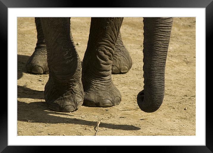 Elephant Walk Framed Mounted Print by Chris Walker
