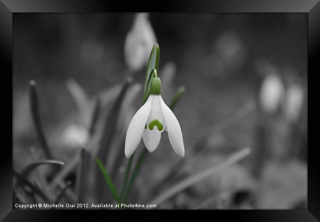 Single snowdrop Framed Print by Michelle Orai