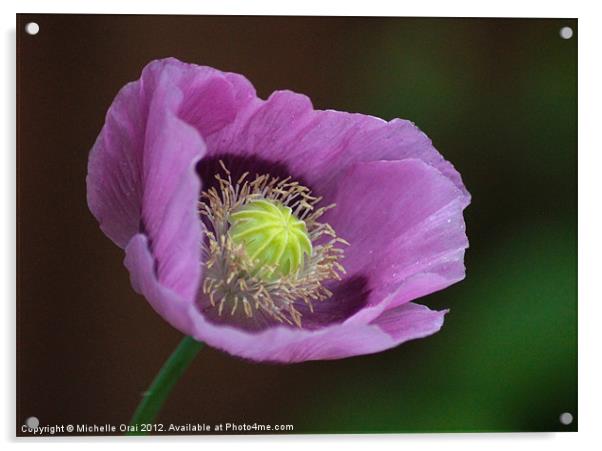 Purple Poppy Acrylic by Michelle Orai
