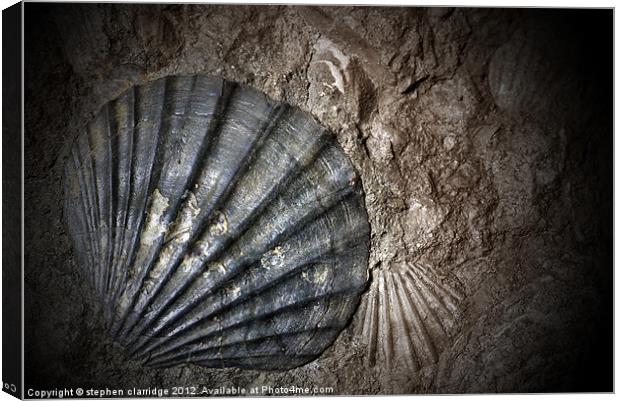 fossil clam shell Canvas Print by stephen clarridge