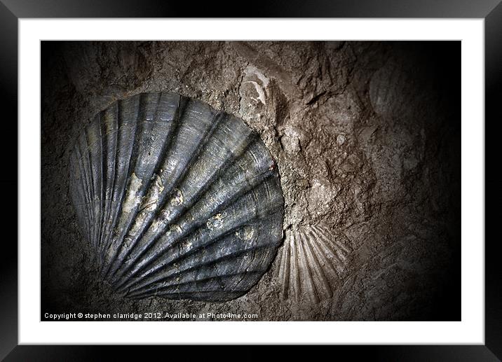 fossil clam shell Framed Mounted Print by stephen clarridge