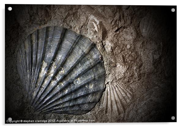 fossil clam shell Acrylic by stephen clarridge