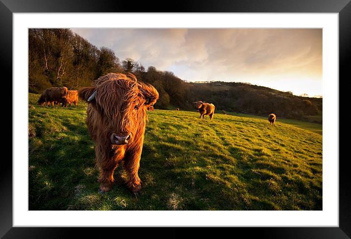 Highland Cattle in the Golden Hour Framed Mounted Print by Barry Maytum