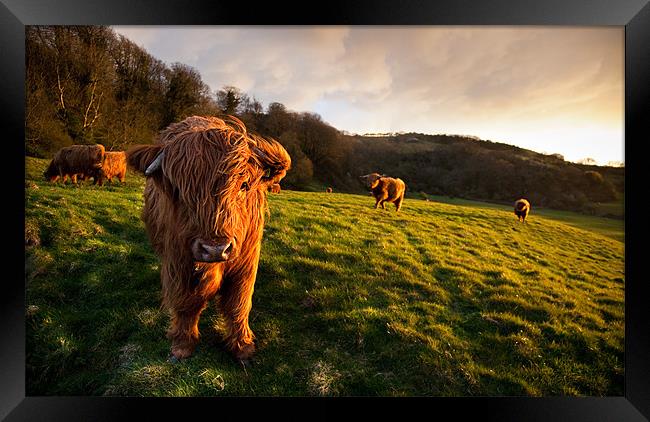 Highland Cattle in the Golden Hour Framed Print by Barry Maytum