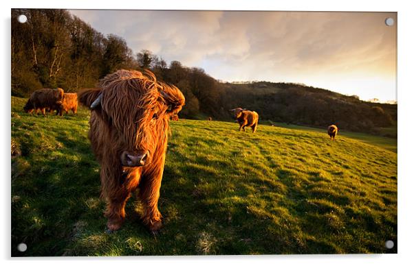 Highland Cattle in the Golden Hour Acrylic by Barry Maytum
