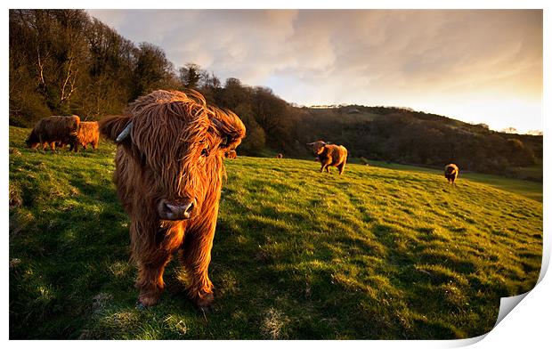 Highland Cattle in the Golden Hour Print by Barry Maytum
