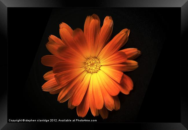 Pot Marigold (Calendula officinalis) Framed Print by stephen clarridge