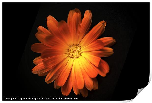 Pot Marigold (Calendula officinalis) Print by stephen clarridge