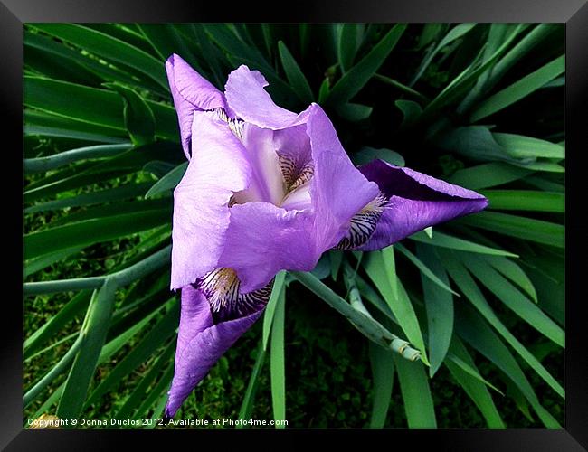 Purple Iris Framed Print by Donna Duclos