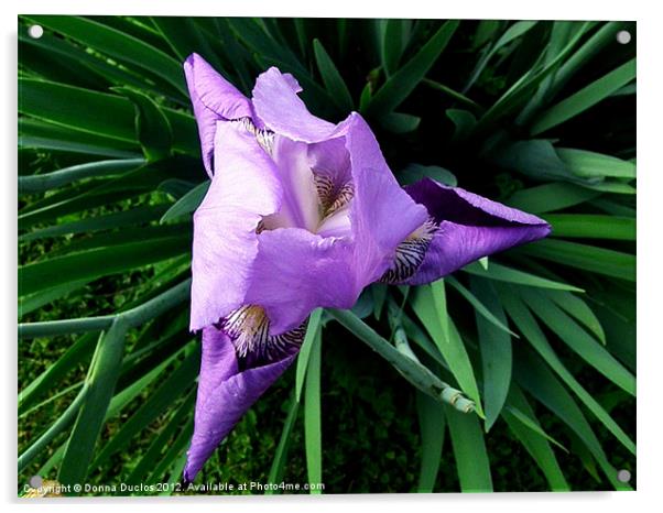 Purple Iris Acrylic by Donna Duclos