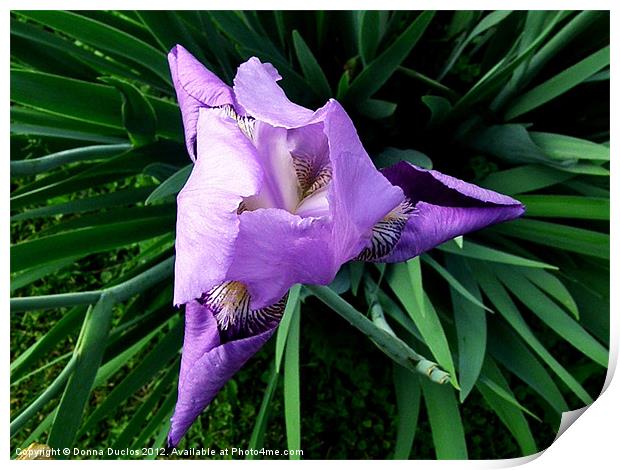 Purple Iris Print by Donna Duclos