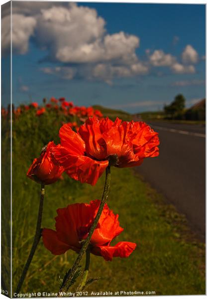 Poppies on the Wild Side Canvas Print by Elaine Whitby