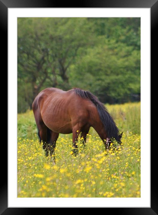 Buttercup. Framed Mounted Print by Becky Dix