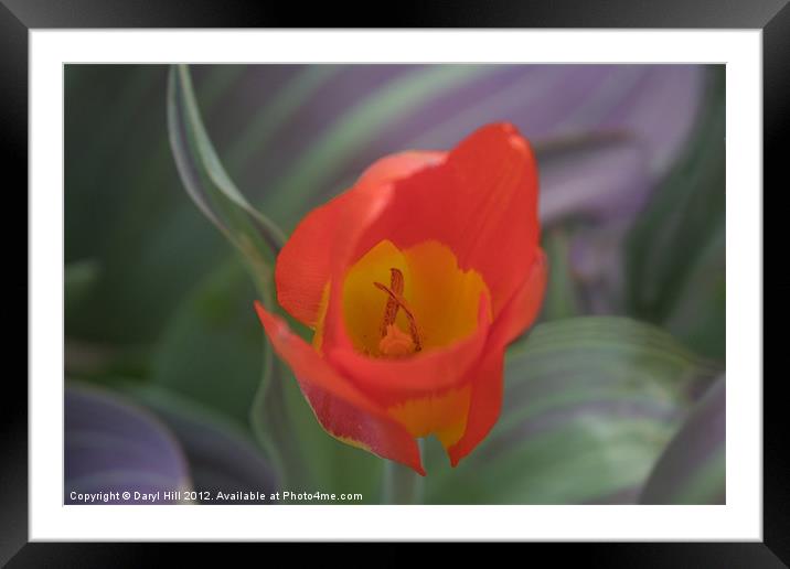 Solo Red and Yellow Tulip Framed Mounted Print by Daryl Hill