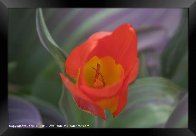 Solo Red and Yellow Tulip Framed Print by Daryl Hill