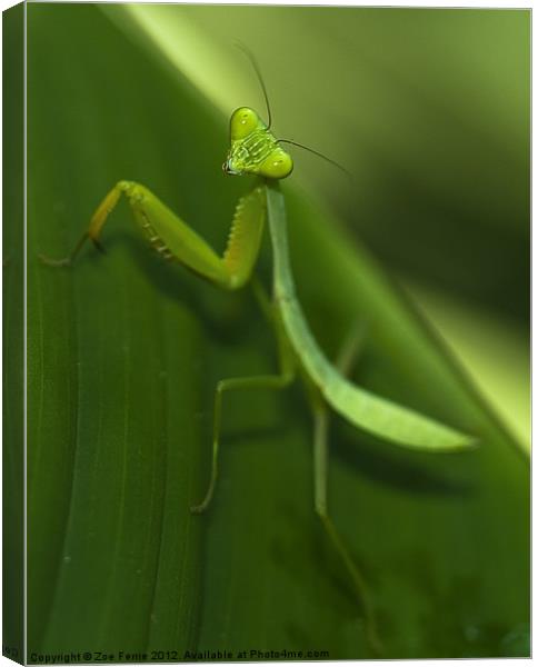 Green Praying Mantis Canvas Print by Zoe Ferrie