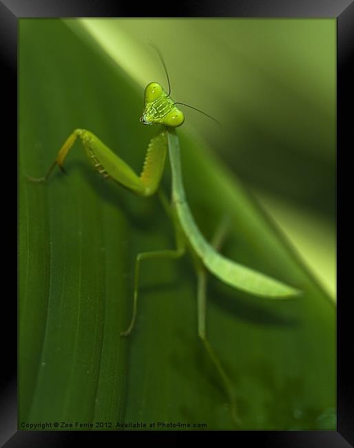 Green Praying Mantis Framed Print by Zoe Ferrie