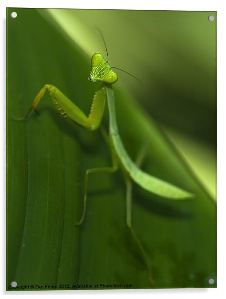 Green Praying Mantis Acrylic by Zoe Ferrie