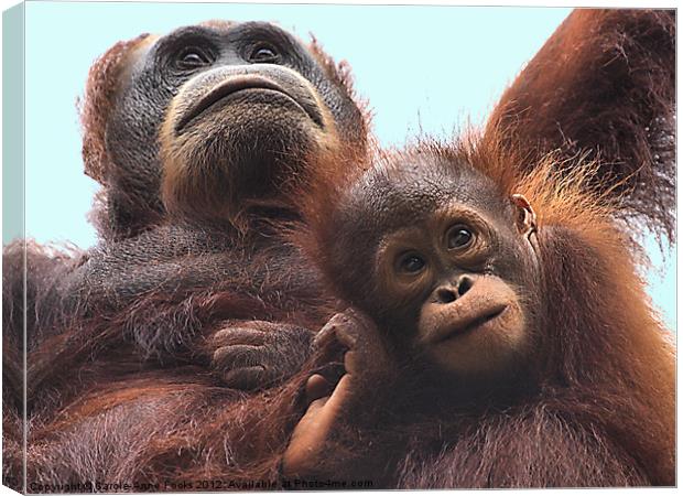 Mother and Baby Orangutan Borneo Canvas Print by Carole-Anne Fooks