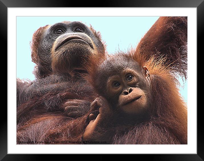 Mother and Baby Orangutan Borneo Framed Mounted Print by Carole-Anne Fooks