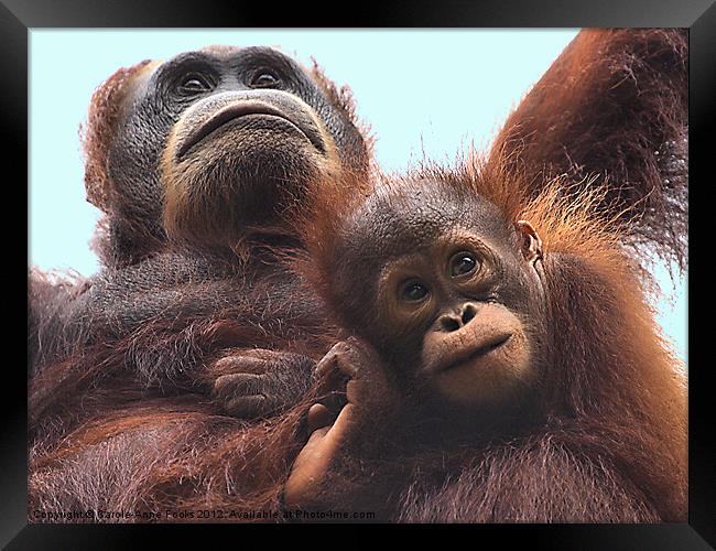 Mother and Baby Orangutan Borneo Framed Print by Carole-Anne Fooks