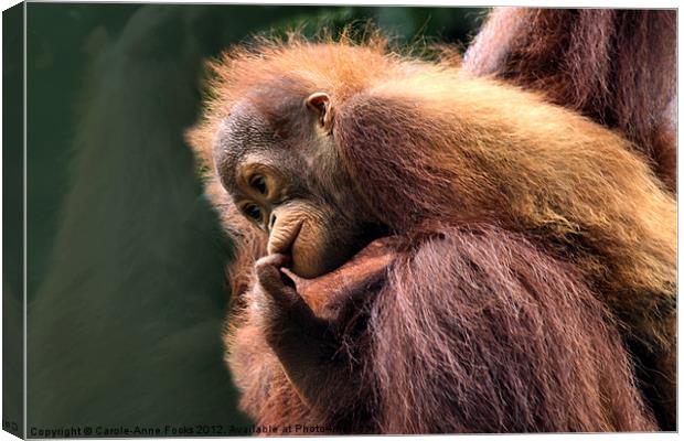 Baby Orangutan with its Mother Canvas Print by Carole-Anne Fooks
