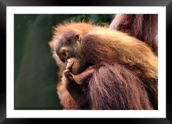 Baby Orangutan with its Mother Framed Mounted Print by Carole-Anne Fooks