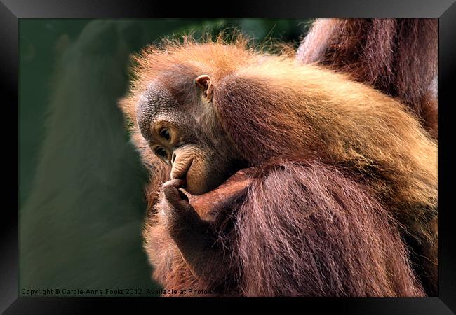 Baby Orangutan with its Mother Framed Print by Carole-Anne Fooks