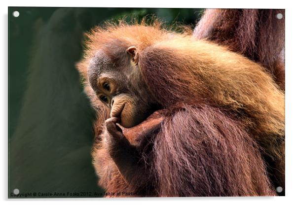Baby Orangutan with its Mother Acrylic by Carole-Anne Fooks