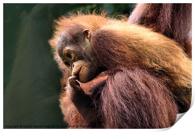 Baby Orangutan with its Mother Print by Carole-Anne Fooks