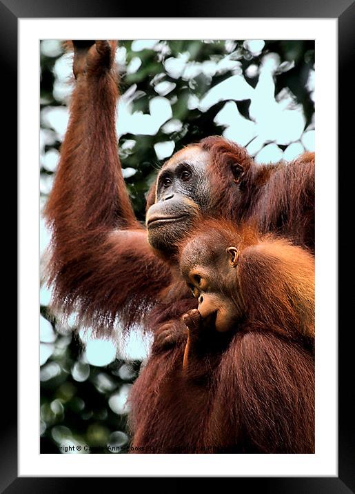 Mother and Baby Orangutan Borneo Framed Mounted Print by Carole-Anne Fooks