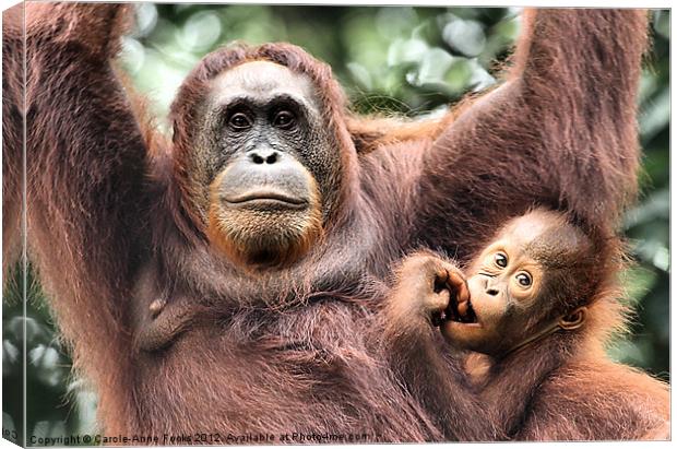 Mother and Baby Orangutan Borneo Canvas Print by Carole-Anne Fooks
