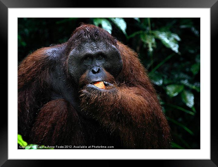 Large male Orangutan Borneo Framed Mounted Print by Carole-Anne Fooks