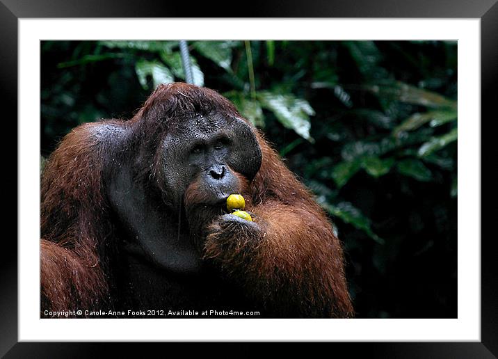 Large male Orangutan Borneo Framed Mounted Print by Carole-Anne Fooks
