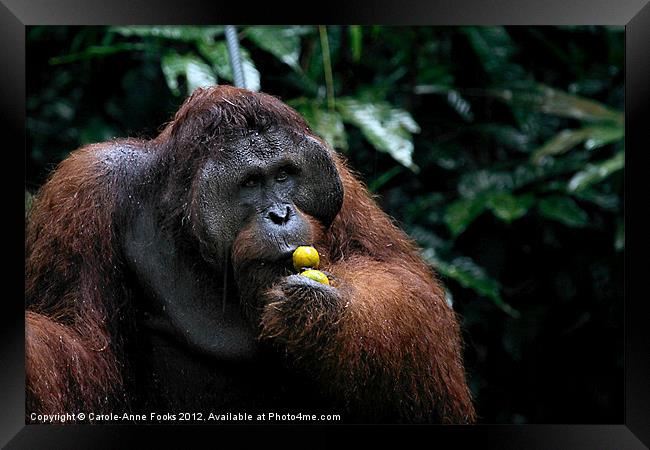 Large male Orangutan Borneo Framed Print by Carole-Anne Fooks