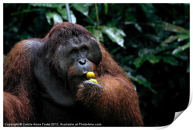 Large male Orangutan Borneo Print by Carole-Anne Fooks