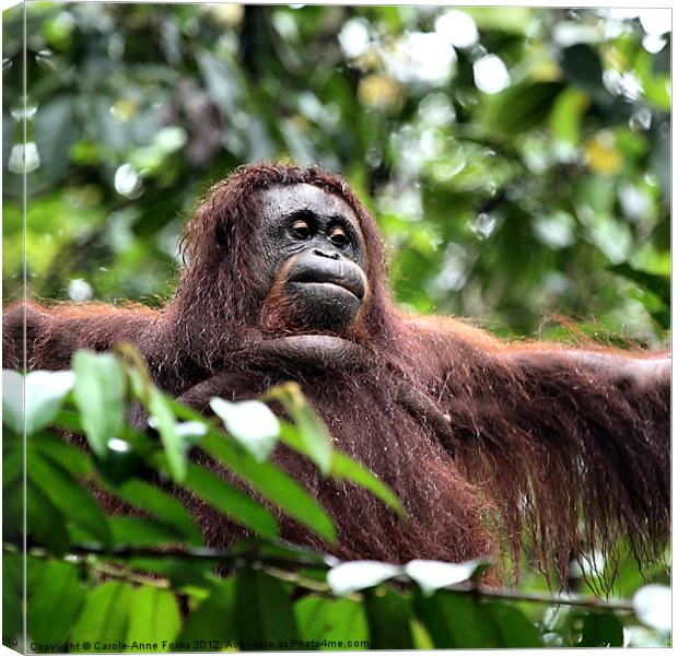 Large Female Orangutan Borneo Canvas Print by Carole-Anne Fooks